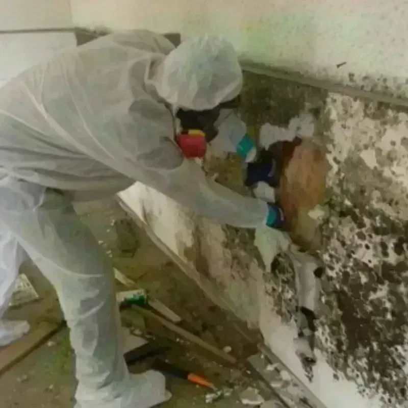 Mold Remediation and Removal in Brunswick, ME